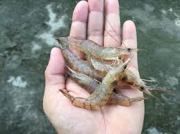 Live Shrimp Dzn